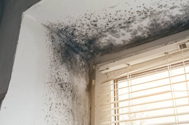 Trusted Black Mold Removal service in Garrett Park, MD - Cheap Mold Removal
